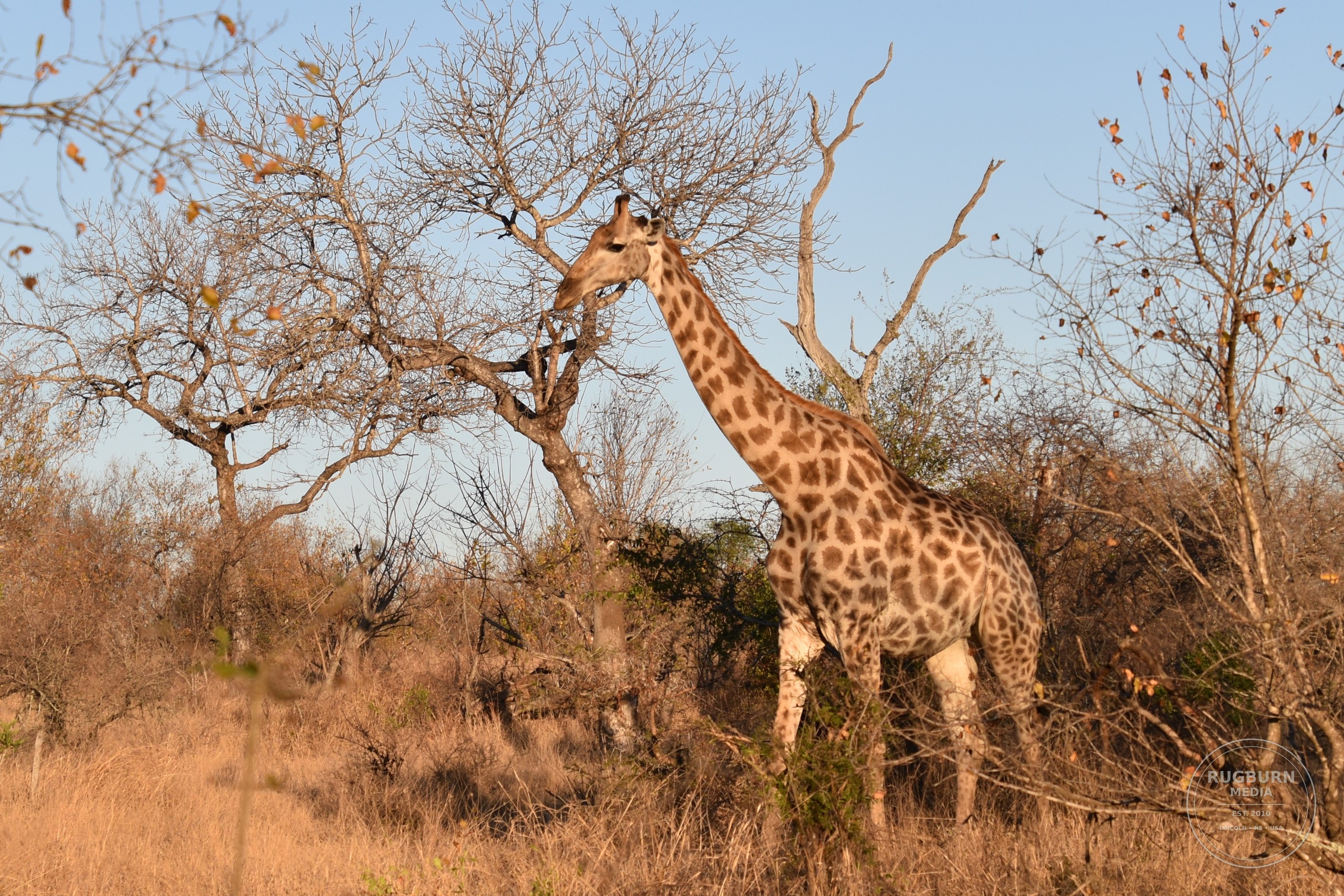 Africa - Sabi Sands - Silvan photograph 065 by Brian Schwanebeck in South Africa Sabi Sands Nature Reserve.
