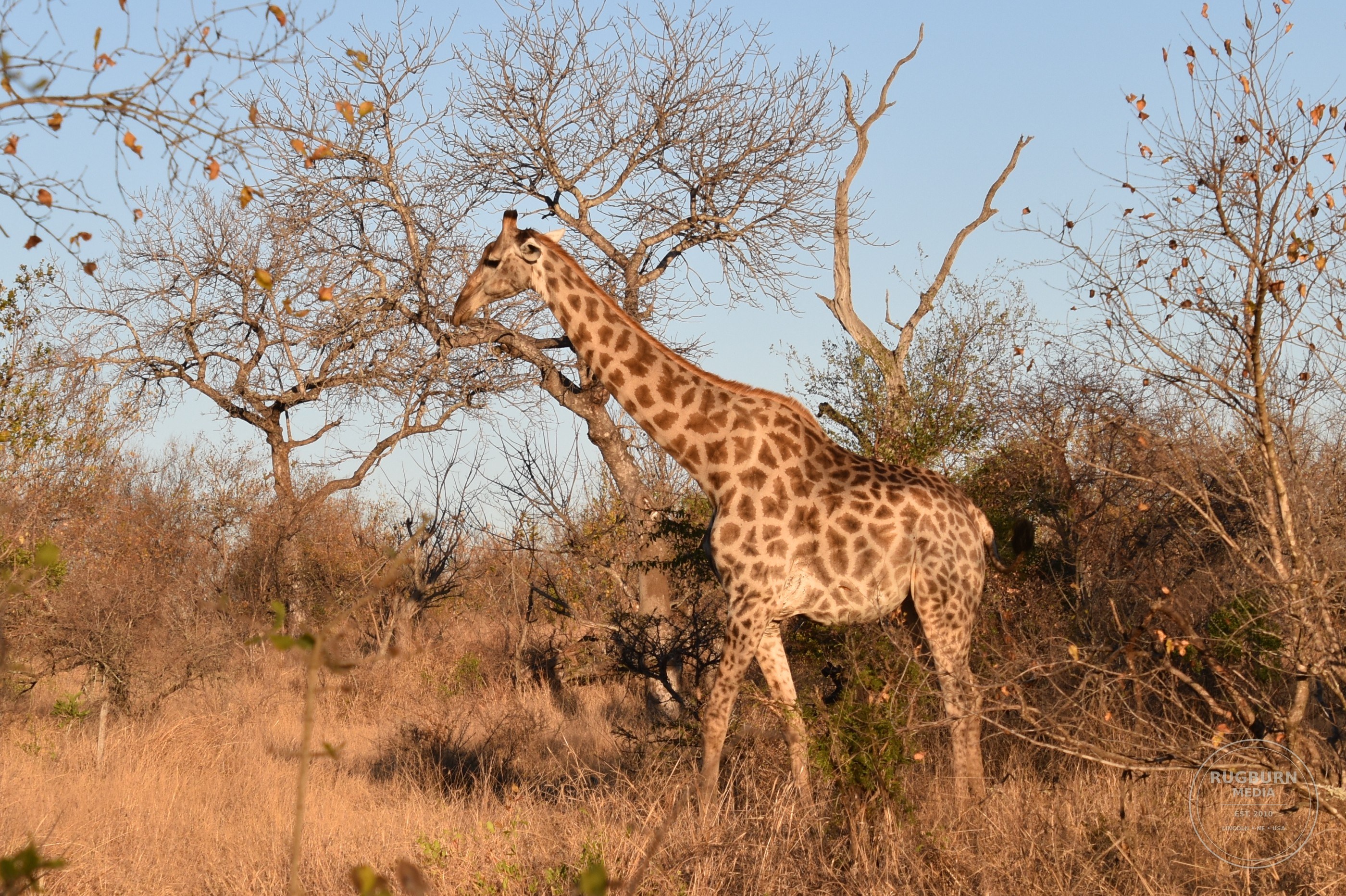 Africa - Sabi Sands - Silvan photograph 066 by Brian Schwanebeck in South Africa Sabi Sands Nature Reserve.