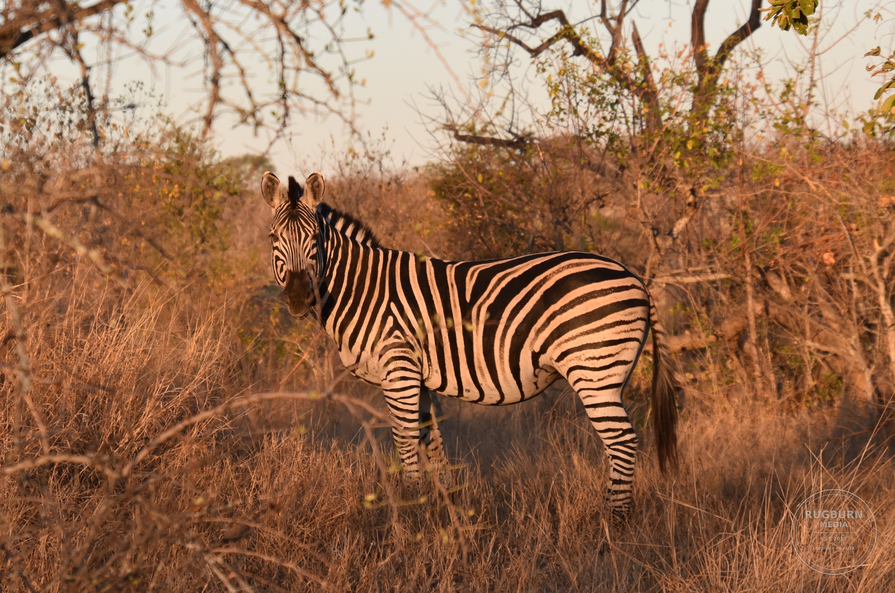Africa - Sabi Sands - Silvan photograph 067 by Brian Schwanebeck in South Africa Sabi Sands Nature Reserve.