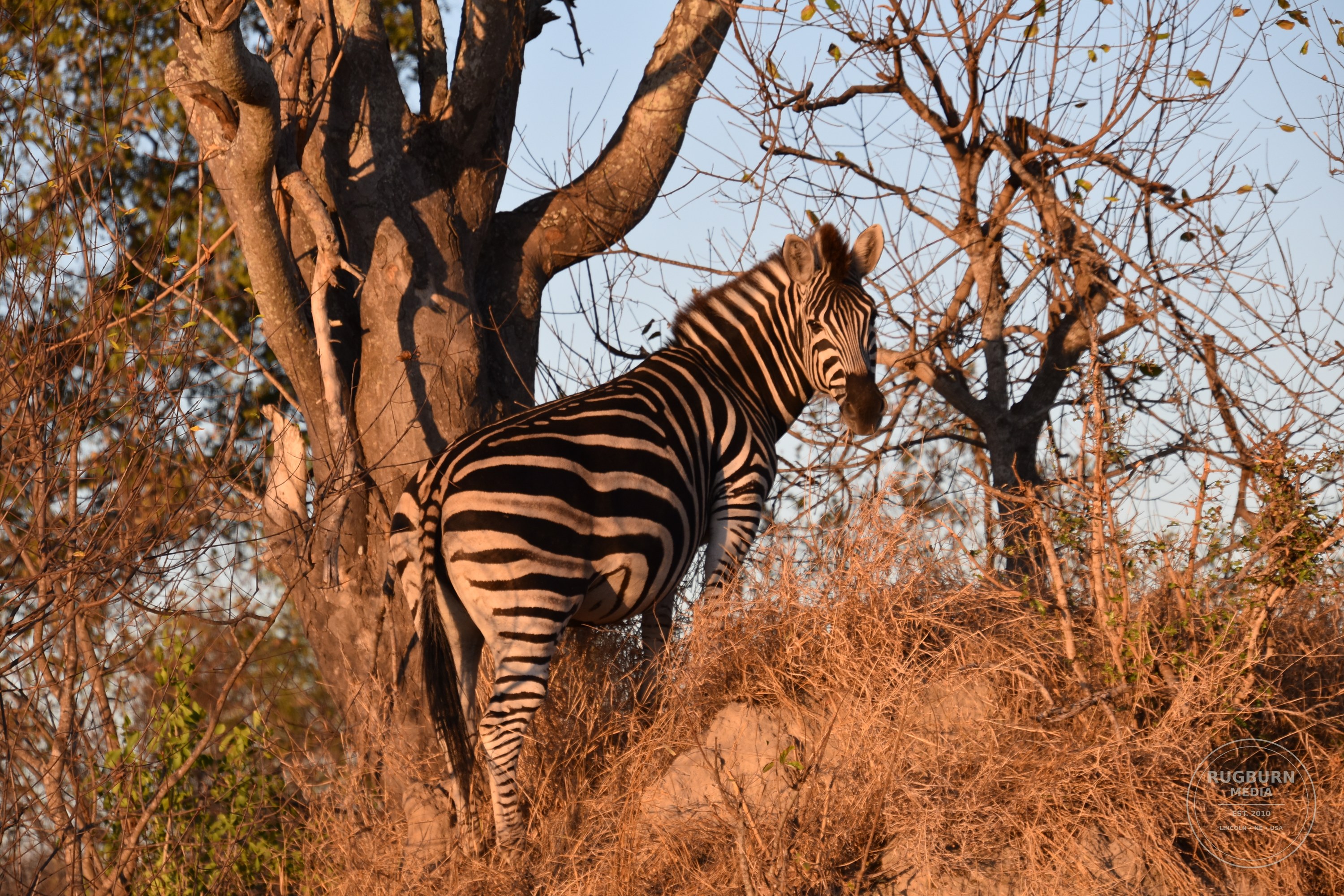 Africa - Sabi Sands - Silvan photograph 068 by Brian Schwanebeck in South Africa Sabi Sands Nature Reserve.