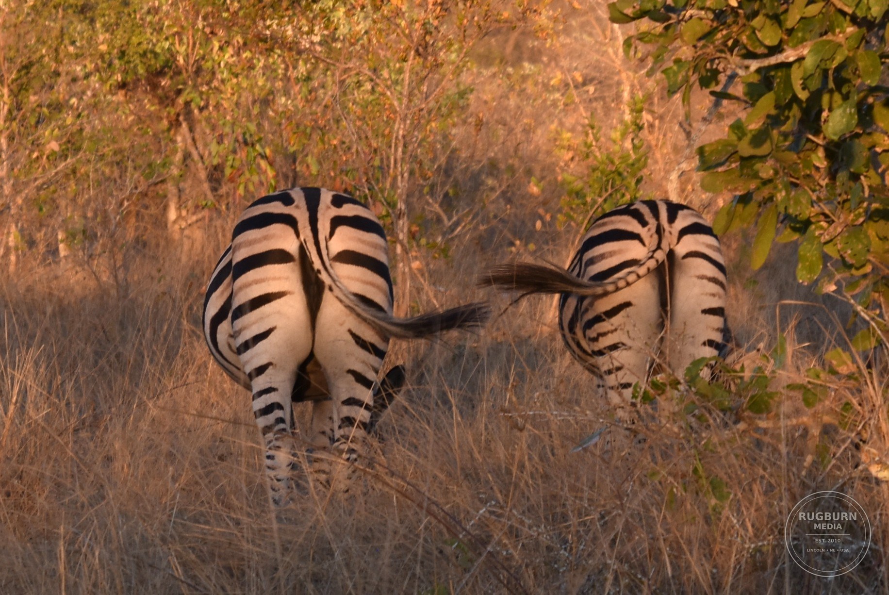 Africa - Sabi Sands - Silvan photograph 070 by Brian Schwanebeck in South Africa Sabi Sands Nature Reserve.