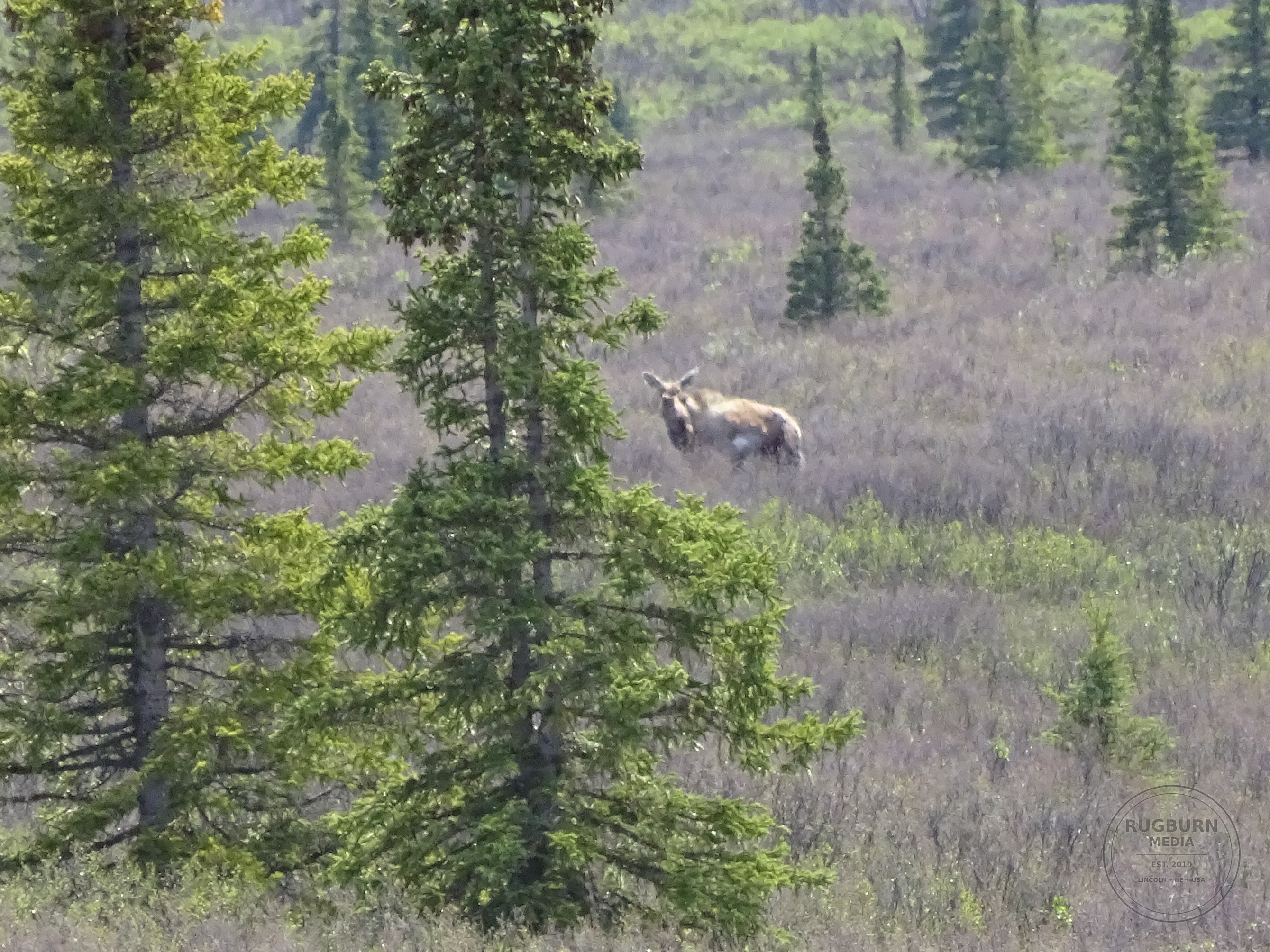 Alaska Vol 1 photograph 033 by Brian Schwanebeck in Alaska.