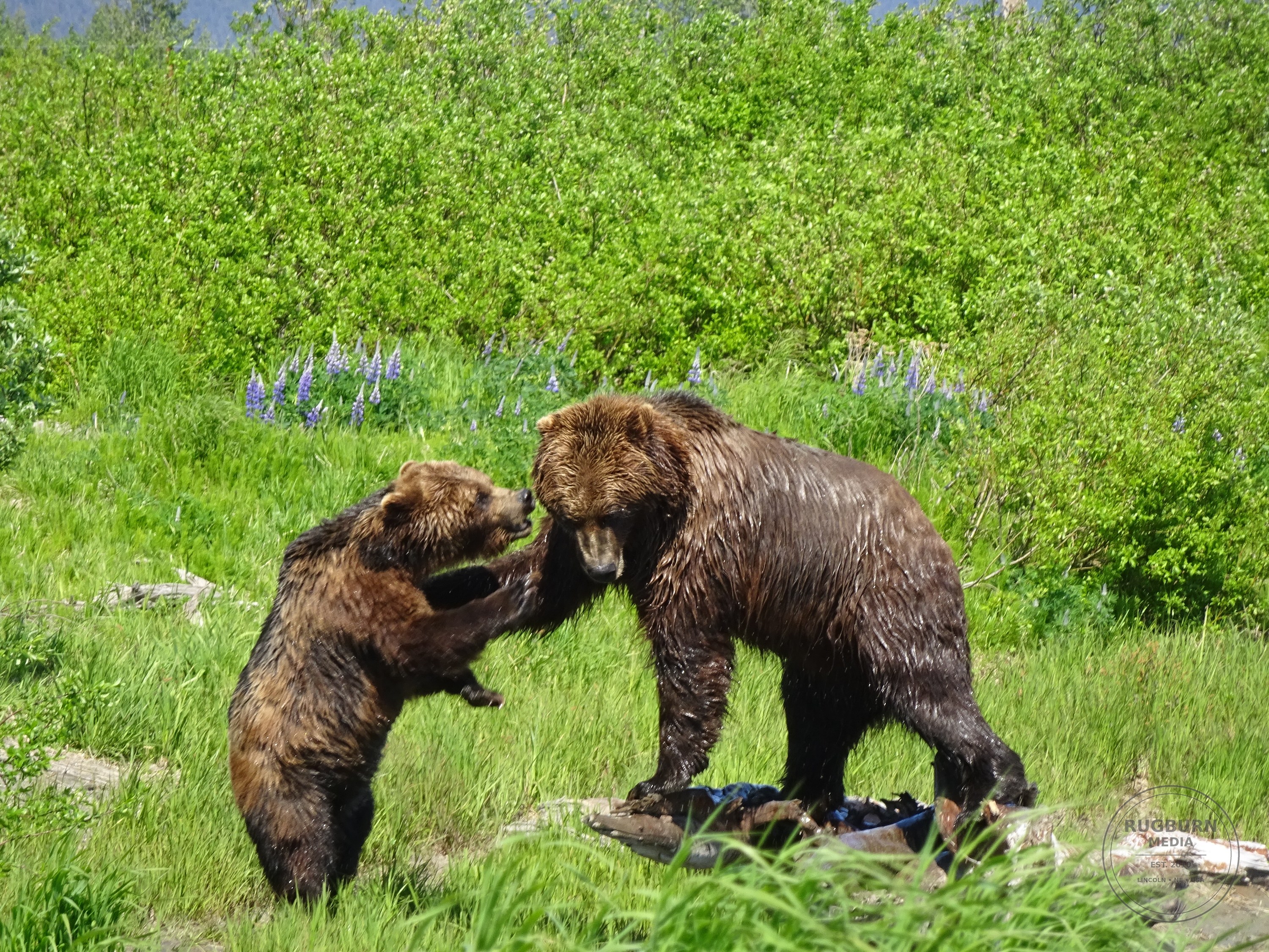 Alaska Vol 2 photograph 024 by Brian Schwanebeck in Alaska.
