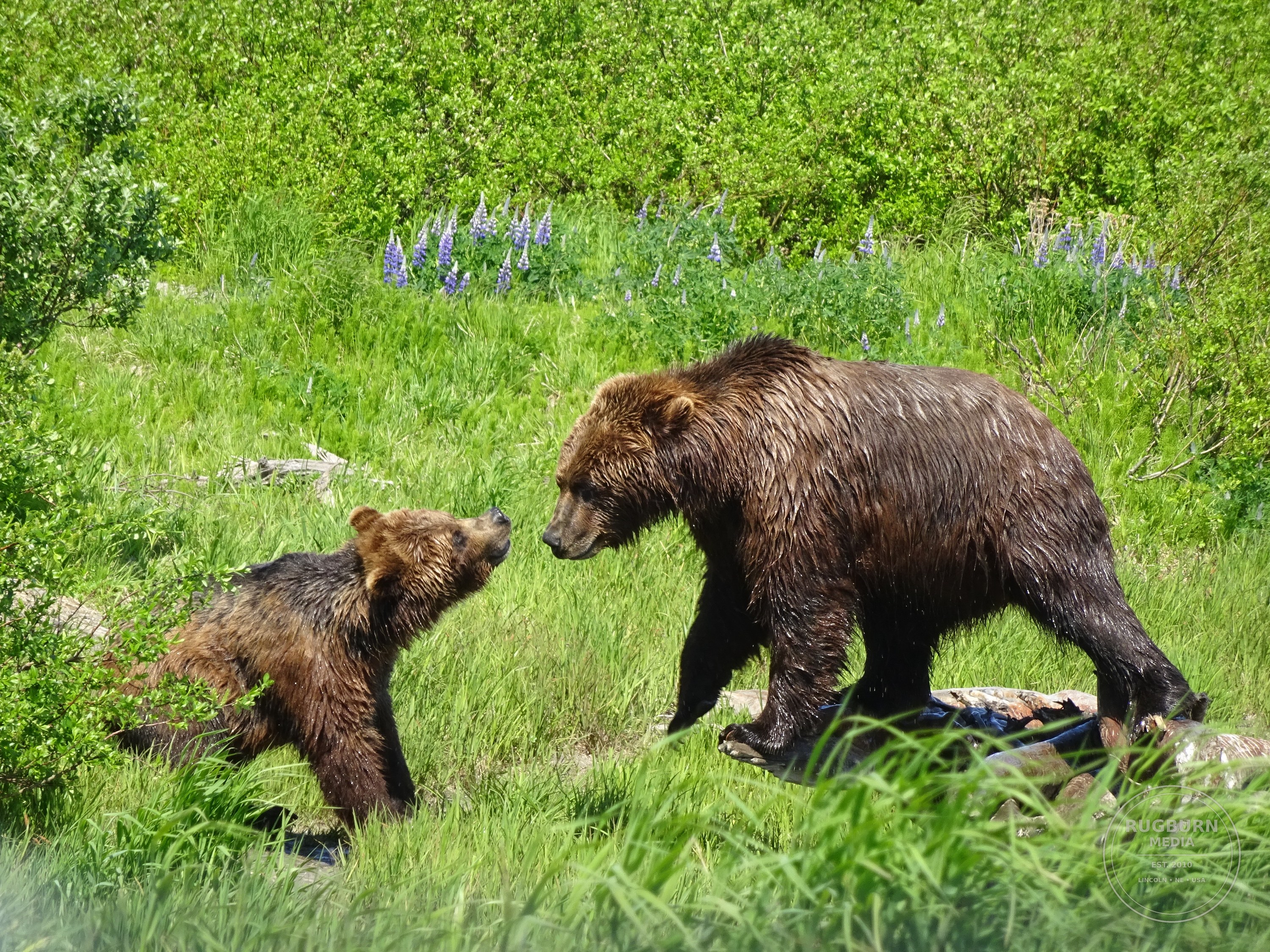 Alaska Vol 2 photograph 025 by Brian Schwanebeck in Alaska.