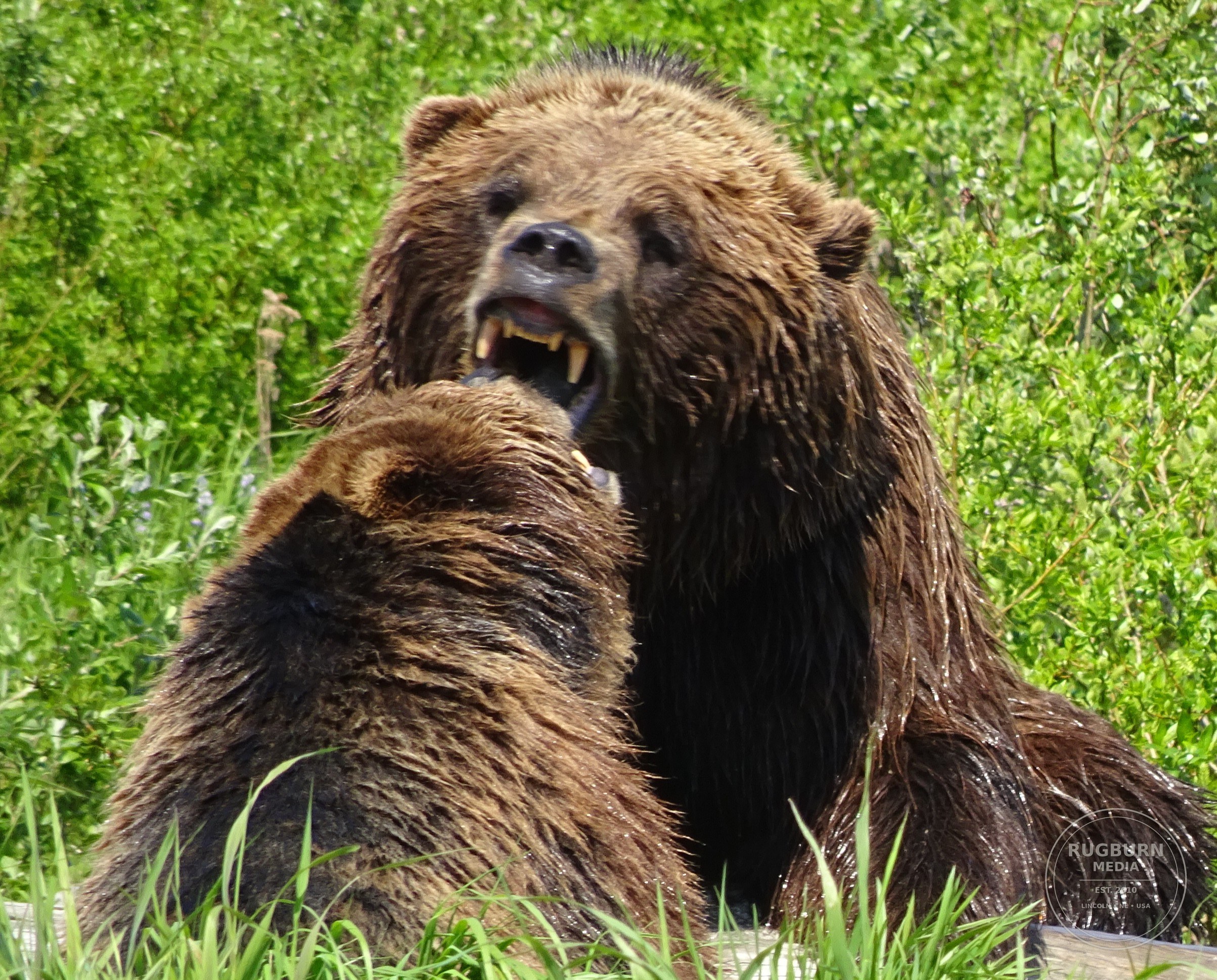 Alaska Vol 2 photograph 026 by Brian Schwanebeck in Alaska.