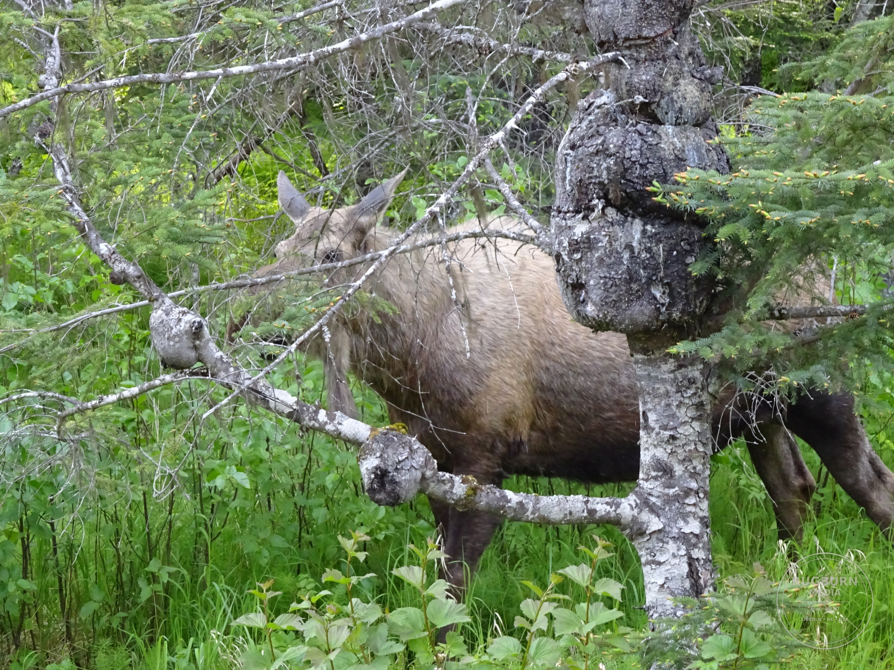 Alaska Vol 2 photograph 027 by Brian Schwanebeck in Alaska.